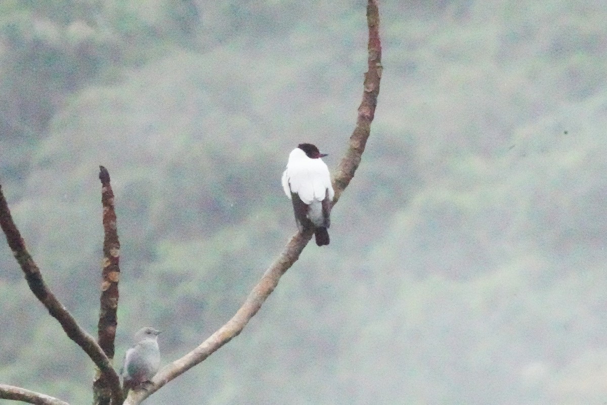Black-tailed Tityra - ML643910211