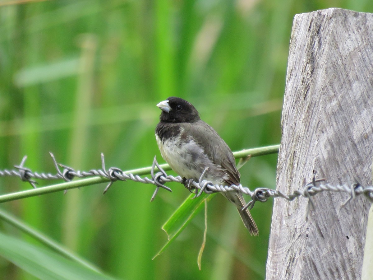 Yellow-bellied Seedeater - ML643910220