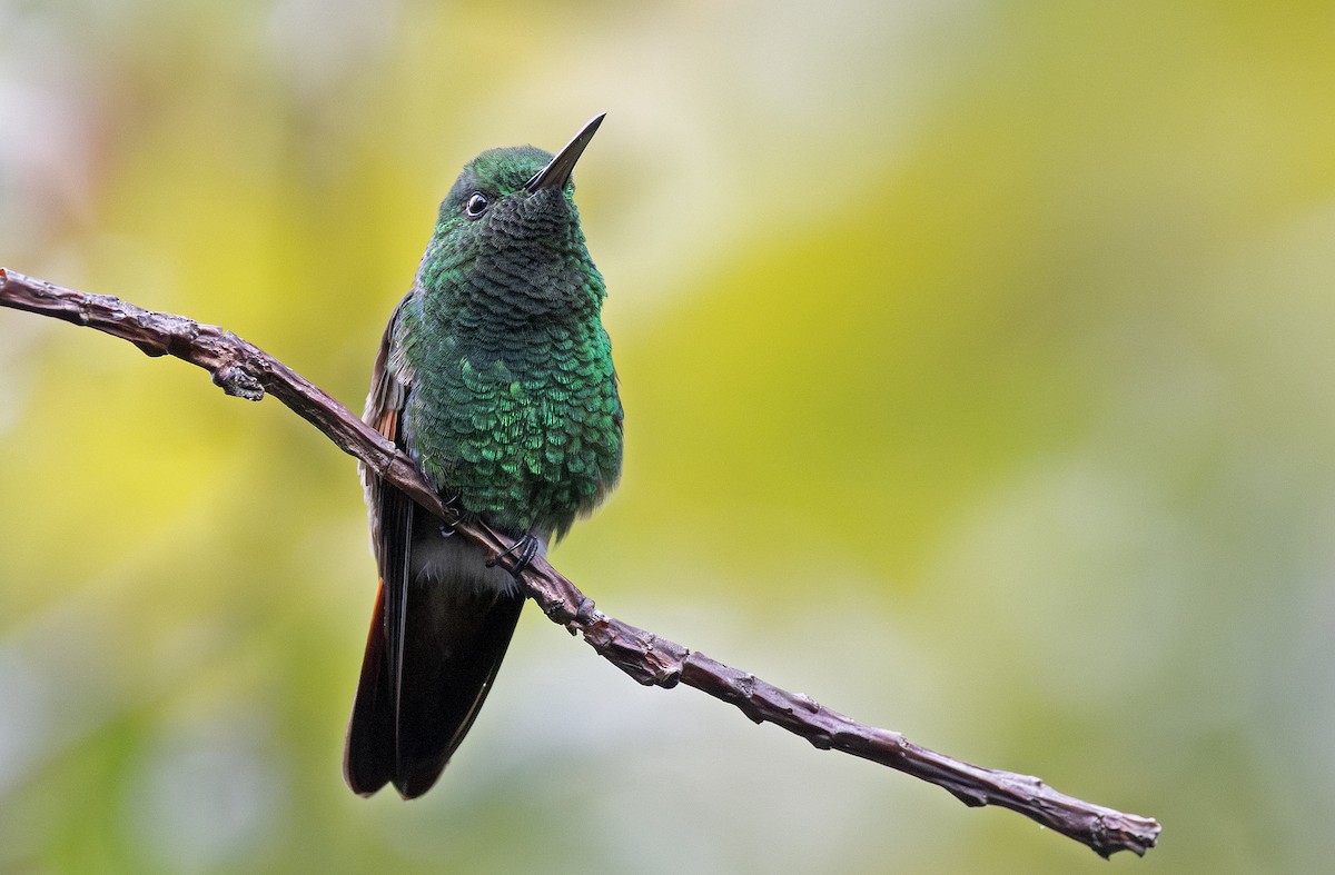 Berylline Hummingbird - ML643910229