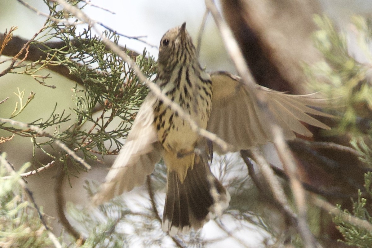 Speckled Warbler - ML643910231