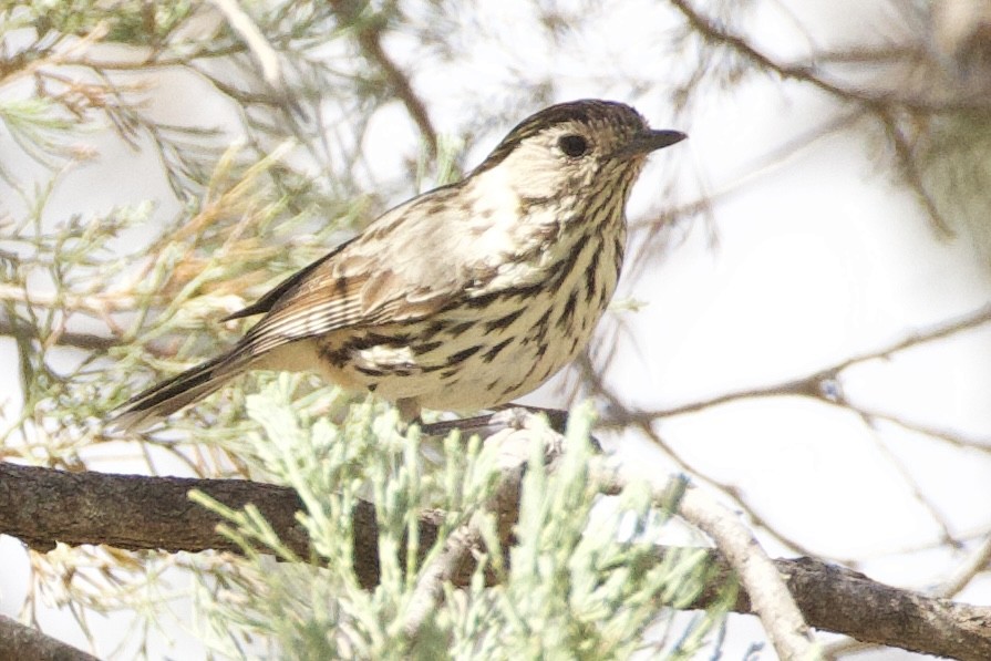 Speckled Warbler - ML643910232