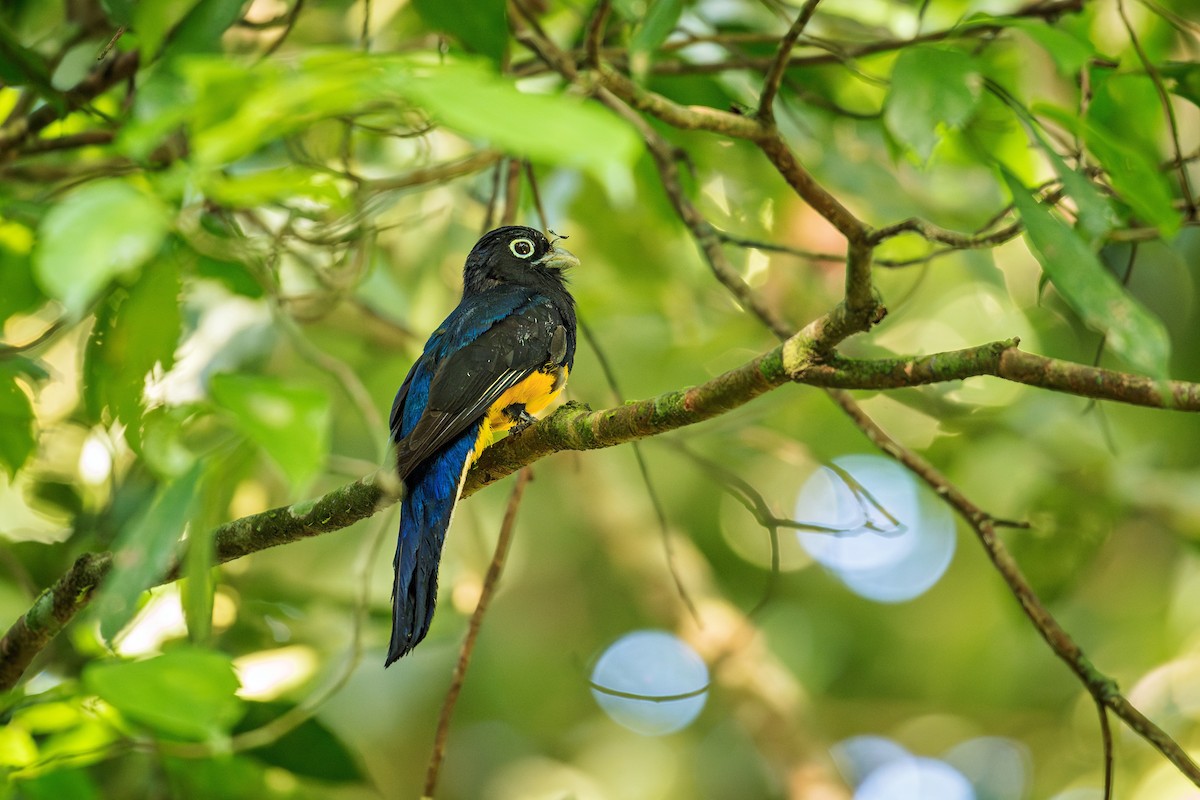 Green-backed Trogon - ML643910239