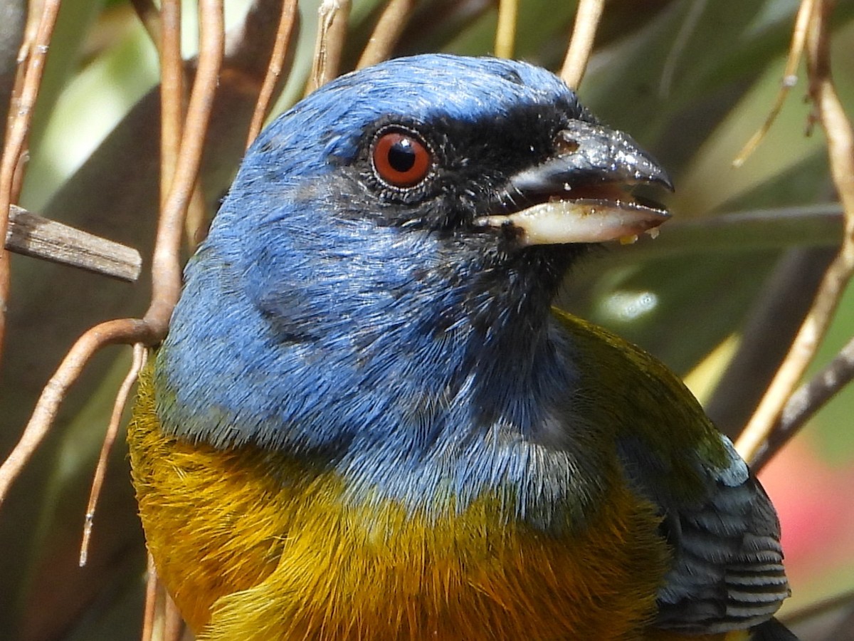 Blue-and-yellow Tanager - ML643910242