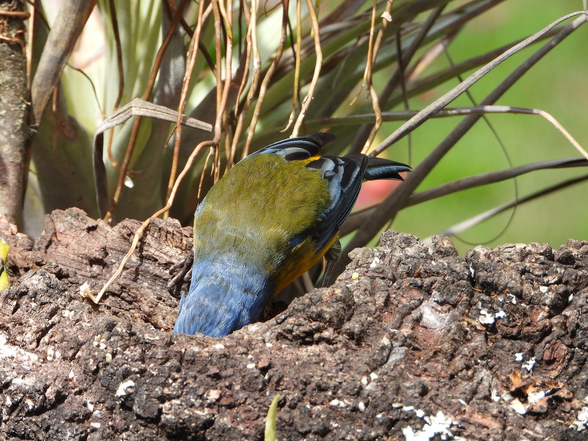 Blue-and-yellow Tanager - ML643910243