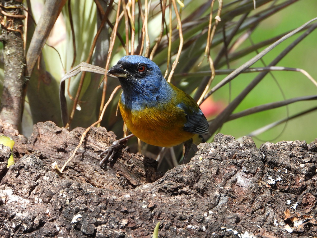 Blue-and-yellow Tanager - ML643910244