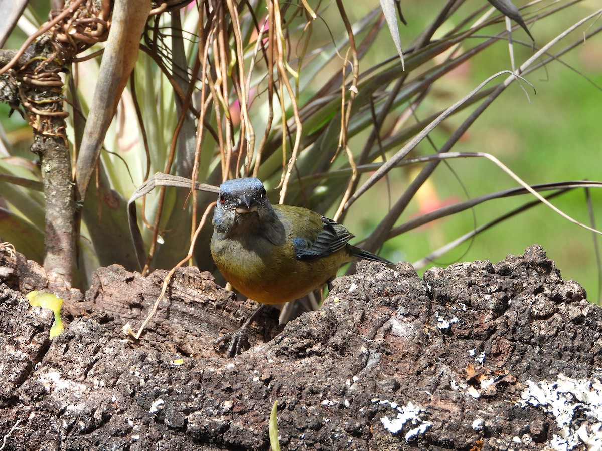 Blue-and-yellow Tanager - ML643910245