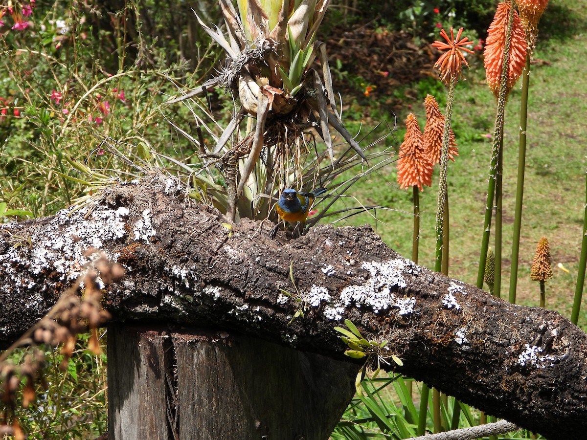 Blue-and-yellow Tanager - ML643910246