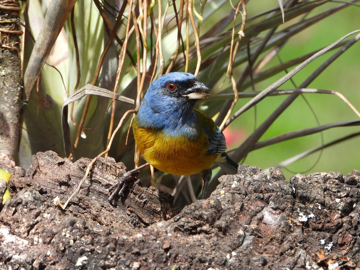 Blue-and-yellow Tanager - ML643910247