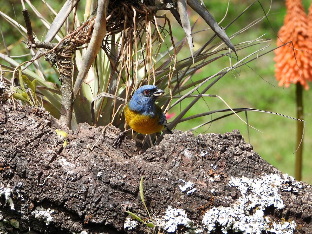 Blue-and-yellow Tanager - ML643910248