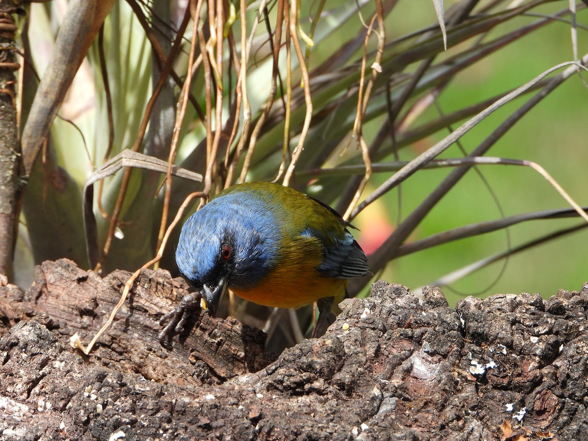 Blue-and-yellow Tanager - ML643910249