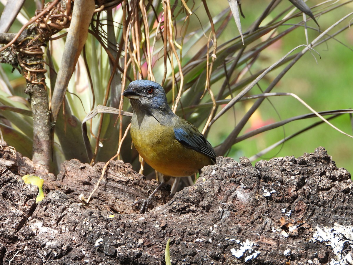 Blue-and-yellow Tanager - ML643910250