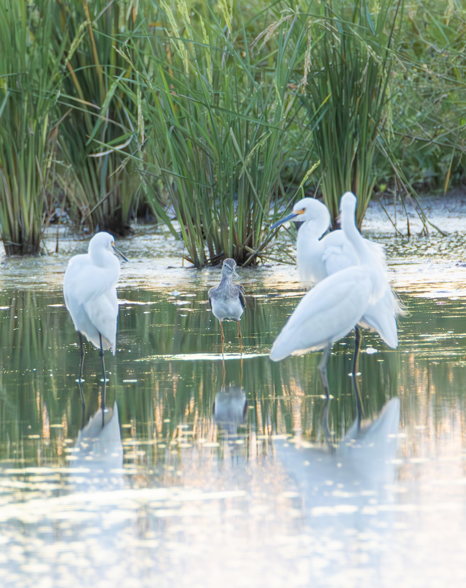 Greater Yellowlegs - ML643910257