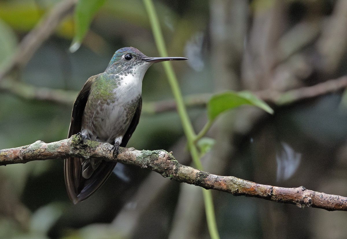 Azure-crowned Hummingbird - ML643910274