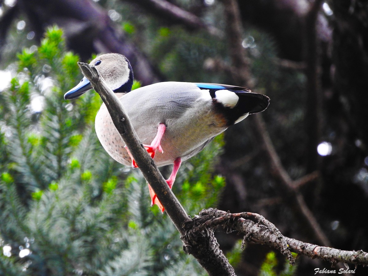 Rotschulterente - ML643910276