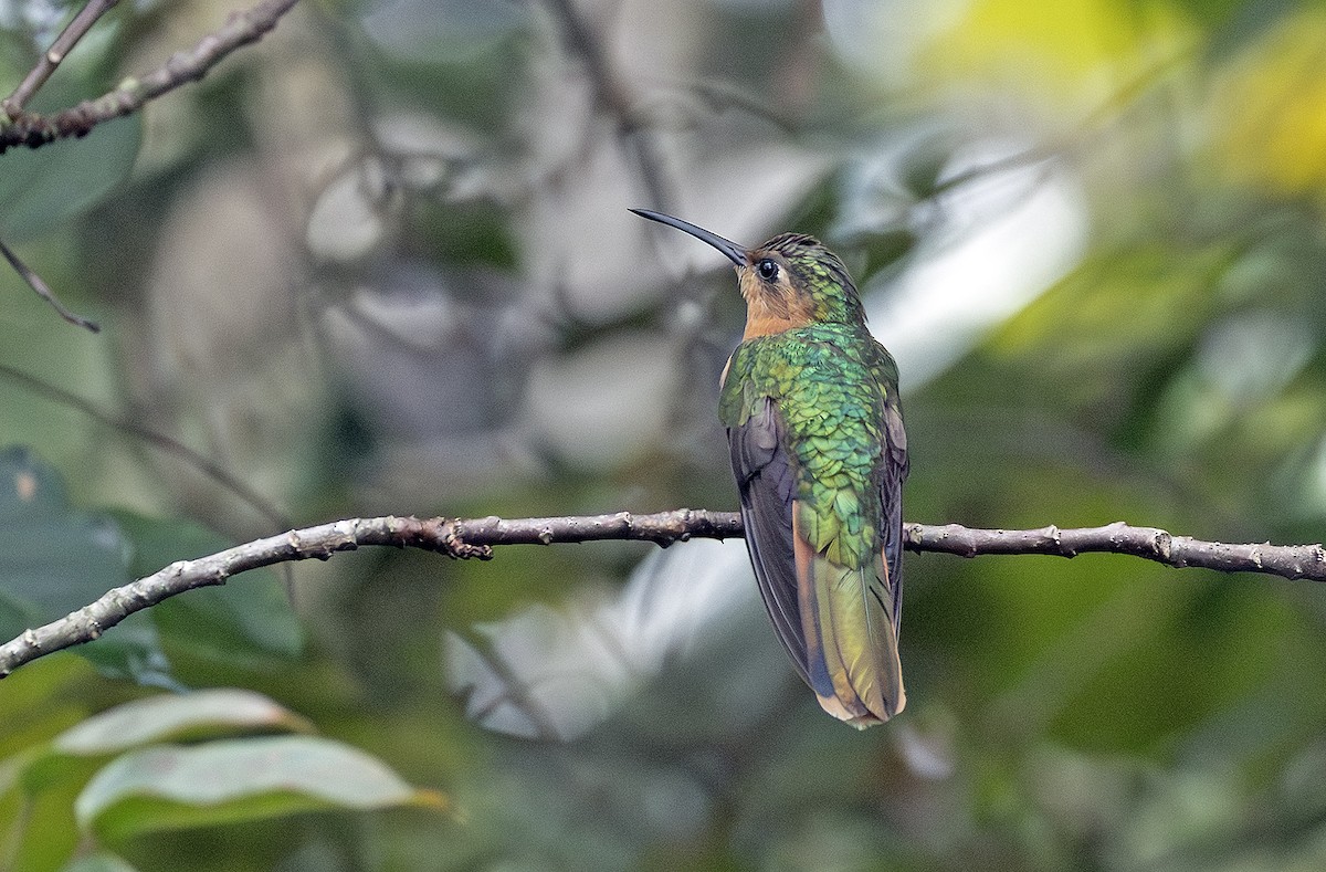 Rufous Sabrewing - ML643910277