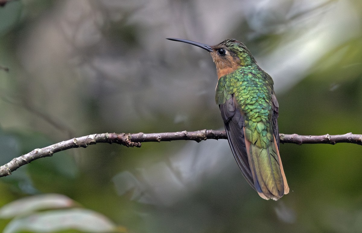 Rufous Sabrewing - ML643910292