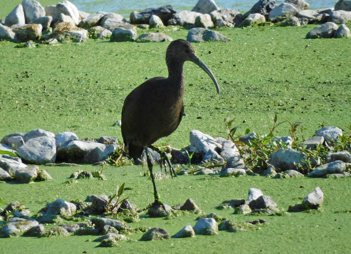 White-faced Ibis - ML643910301