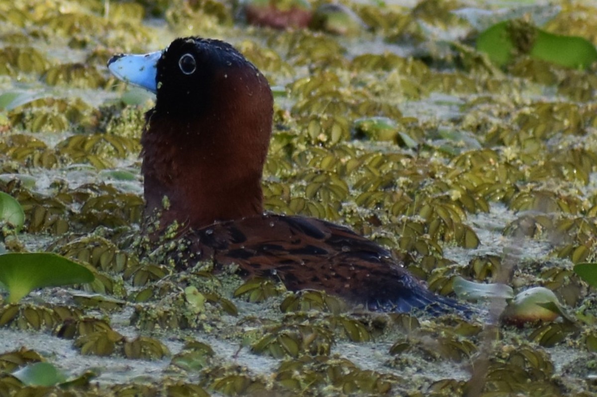 Masked Duck - ML643910305