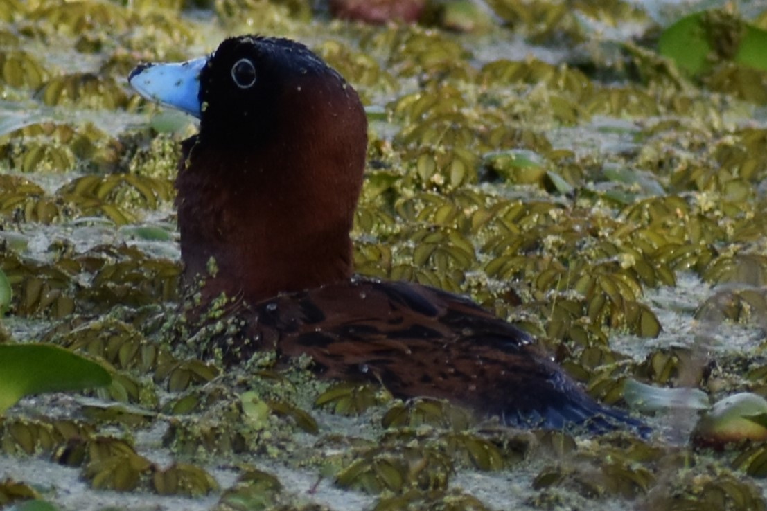 Masked Duck - ML643910306