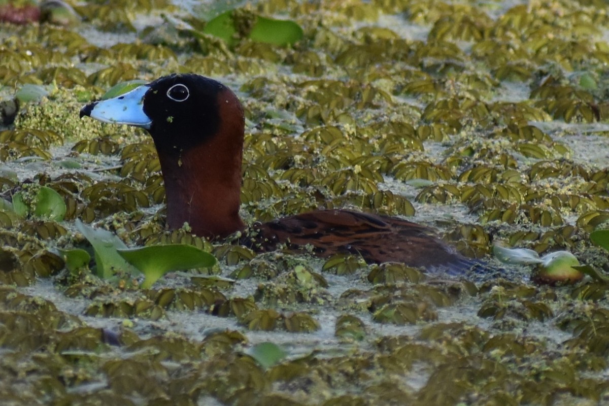 Masked Duck - ML643910307