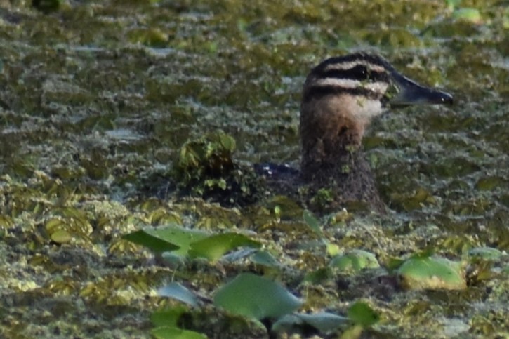 Masked Duck - ML643910308