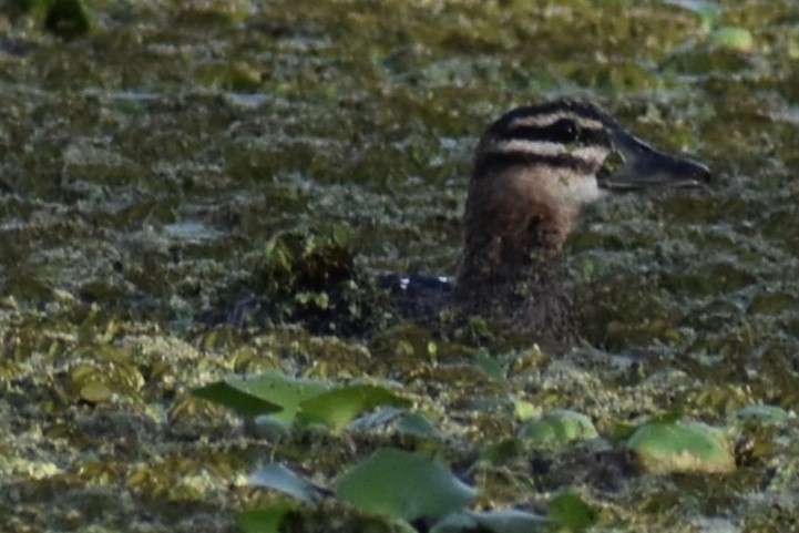 Masked Duck - ML643910309