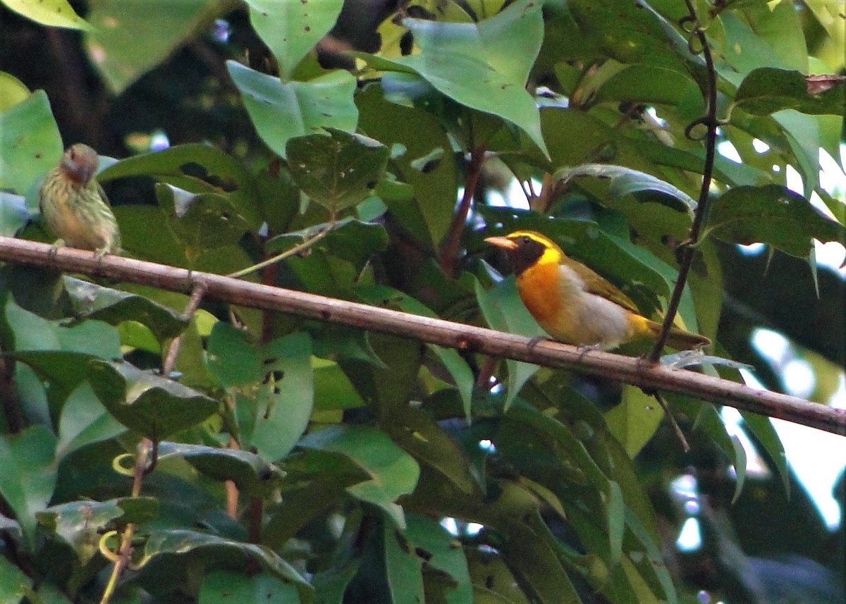 Guira Tanager - Carlos Otávio Gussoni