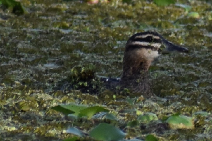 Masked Duck - ML643910310