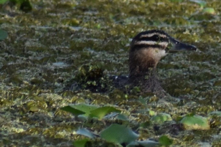 Masked Duck - ML643910311