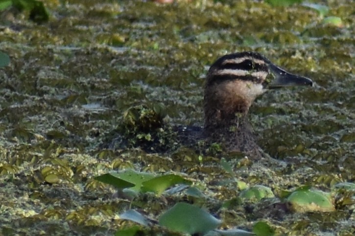 Masked Duck - ML643910312