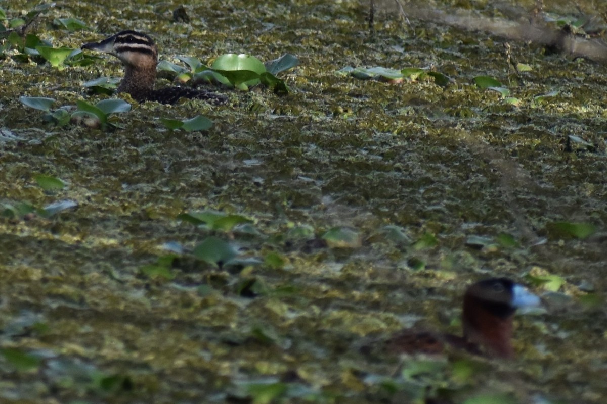 Masked Duck - ML643910313