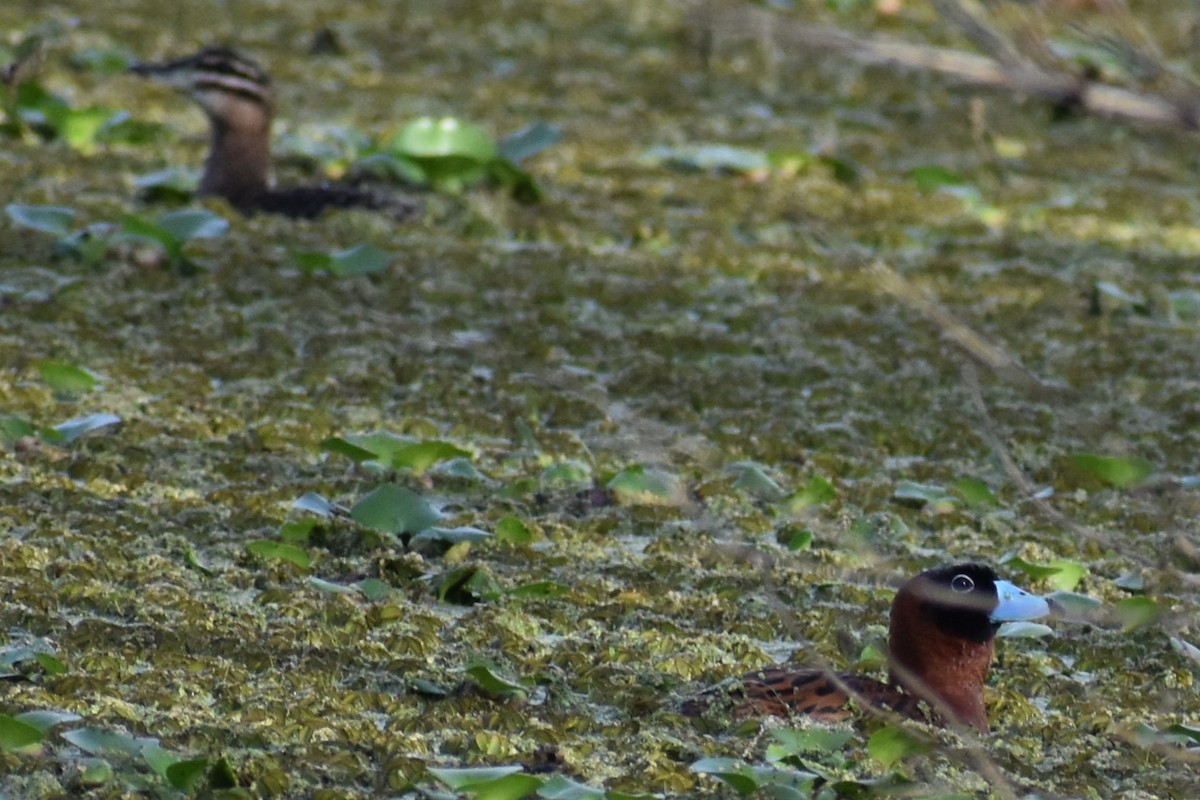 Masked Duck - ML643910314