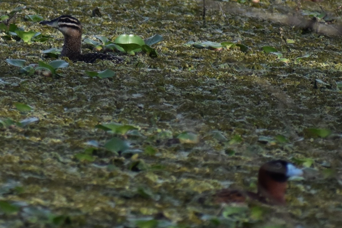 Masked Duck - ML643910315