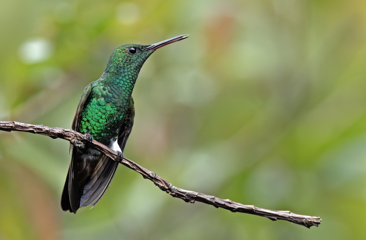 Berylline Hummingbird - ML643910316