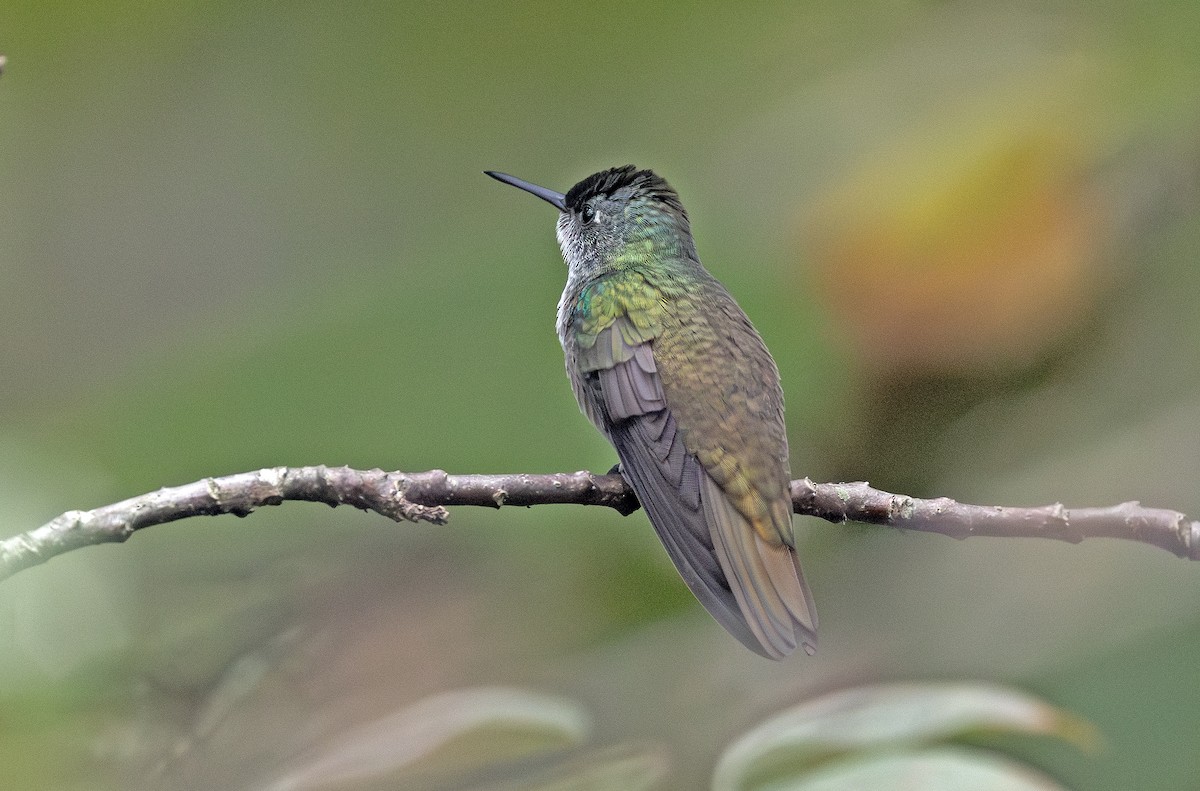 Azure-crowned Hummingbird - ML643910320