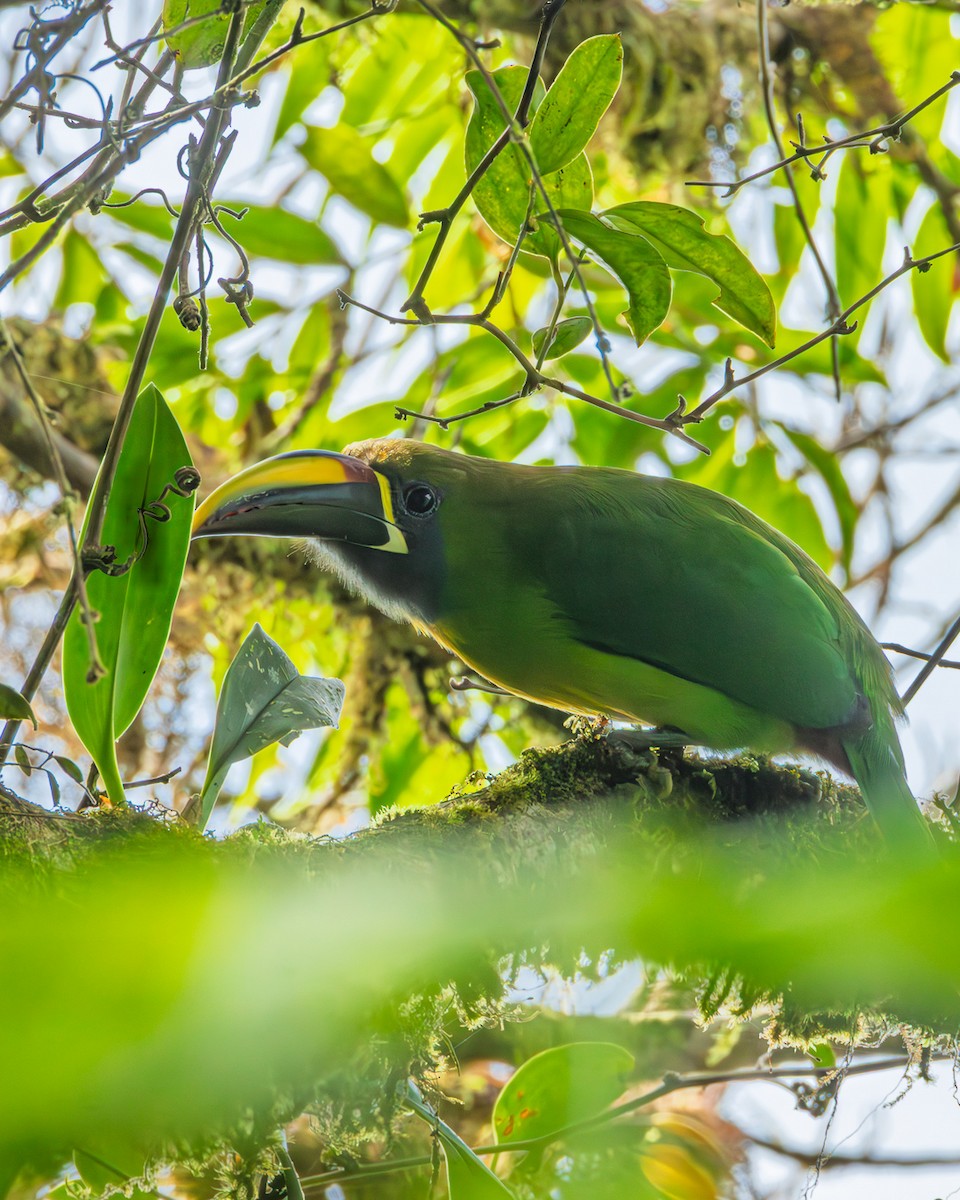 Northern Emerald-Toucanet - ML643910321