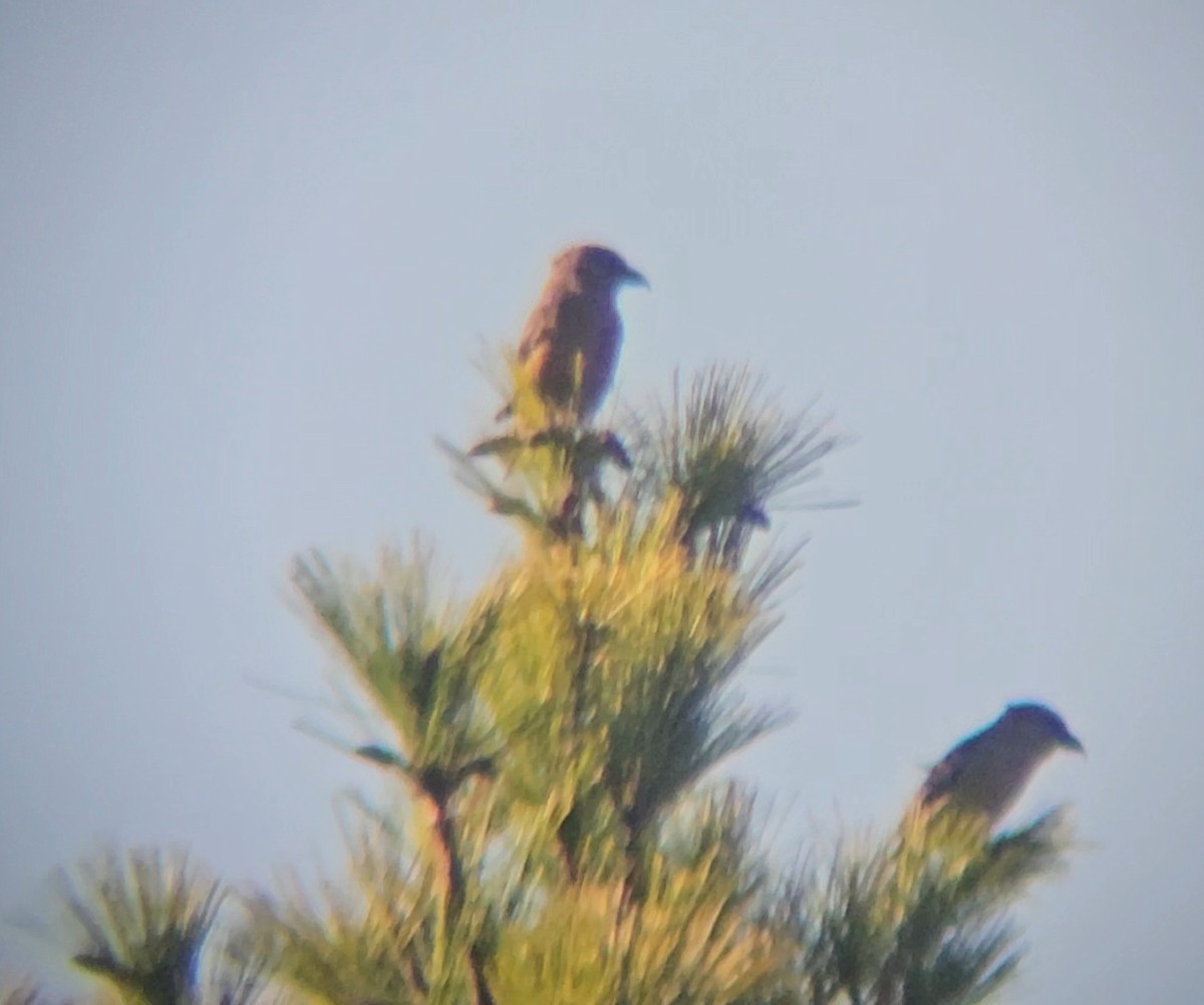 křivka obecná - ML643910334