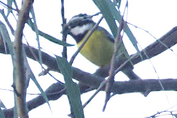 Eastern Shrike-tit - ML643910346