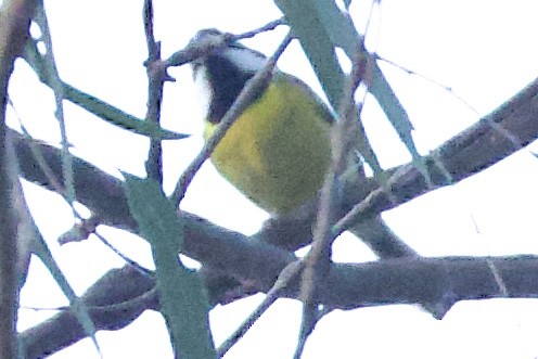 Eastern Shrike-tit - ML643910347