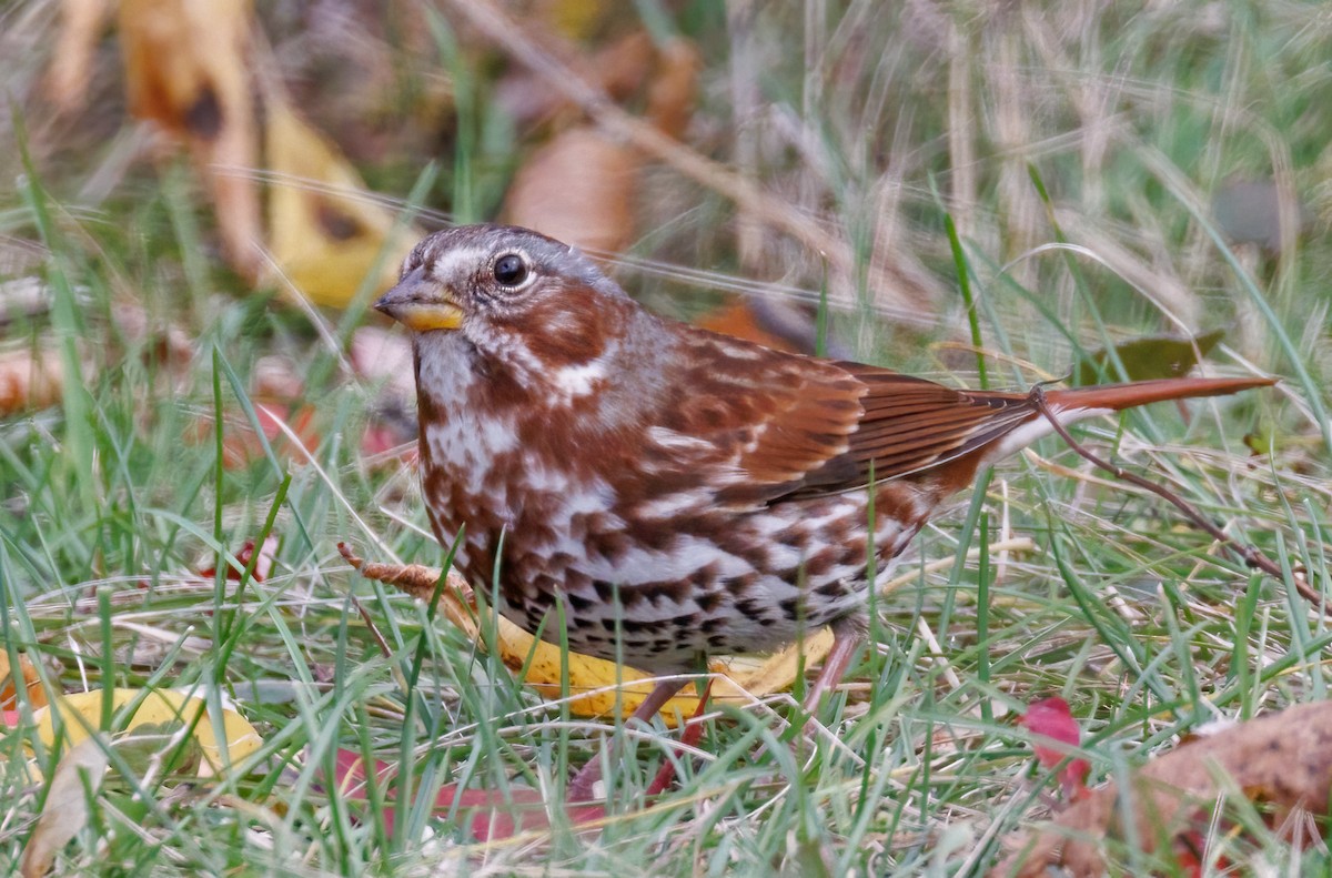 Fox Sparrow - ML643910355