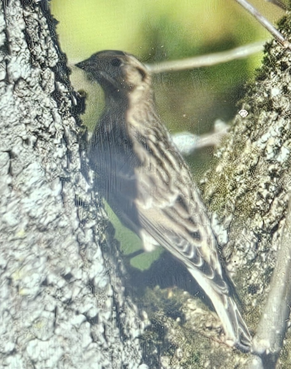 ostružka severní - ML643910359