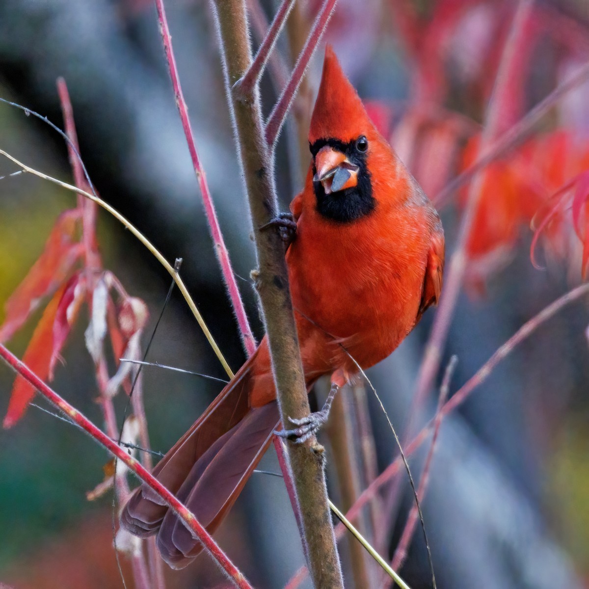 Northern Cardinal - ML643910383