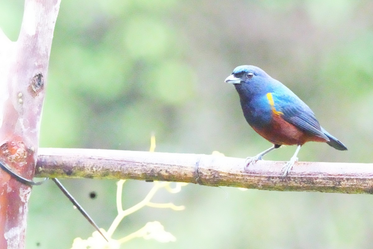 Chestnut-bellied Euphonia - ML643910386