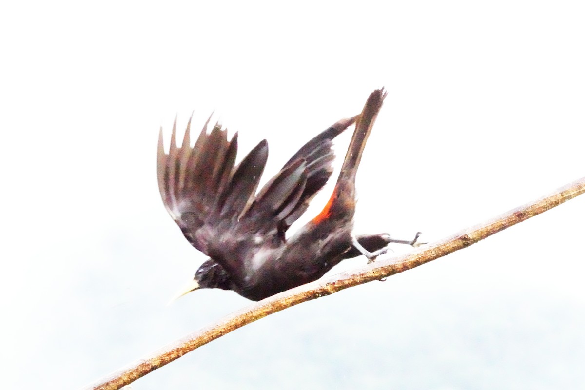 Red-rumped Cacique - ML643910390