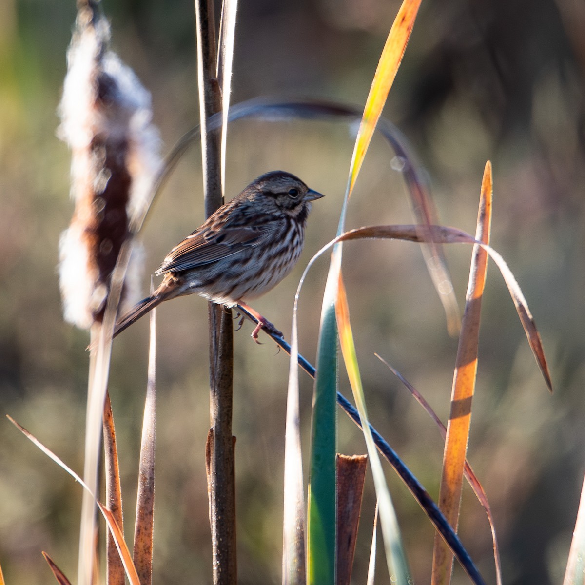 Song Sparrow - ML643910392
