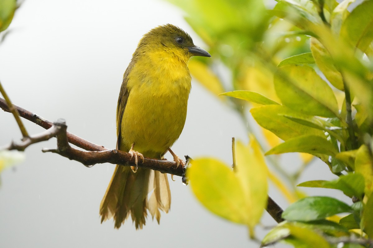 Mitrospin viréon - ML643910401