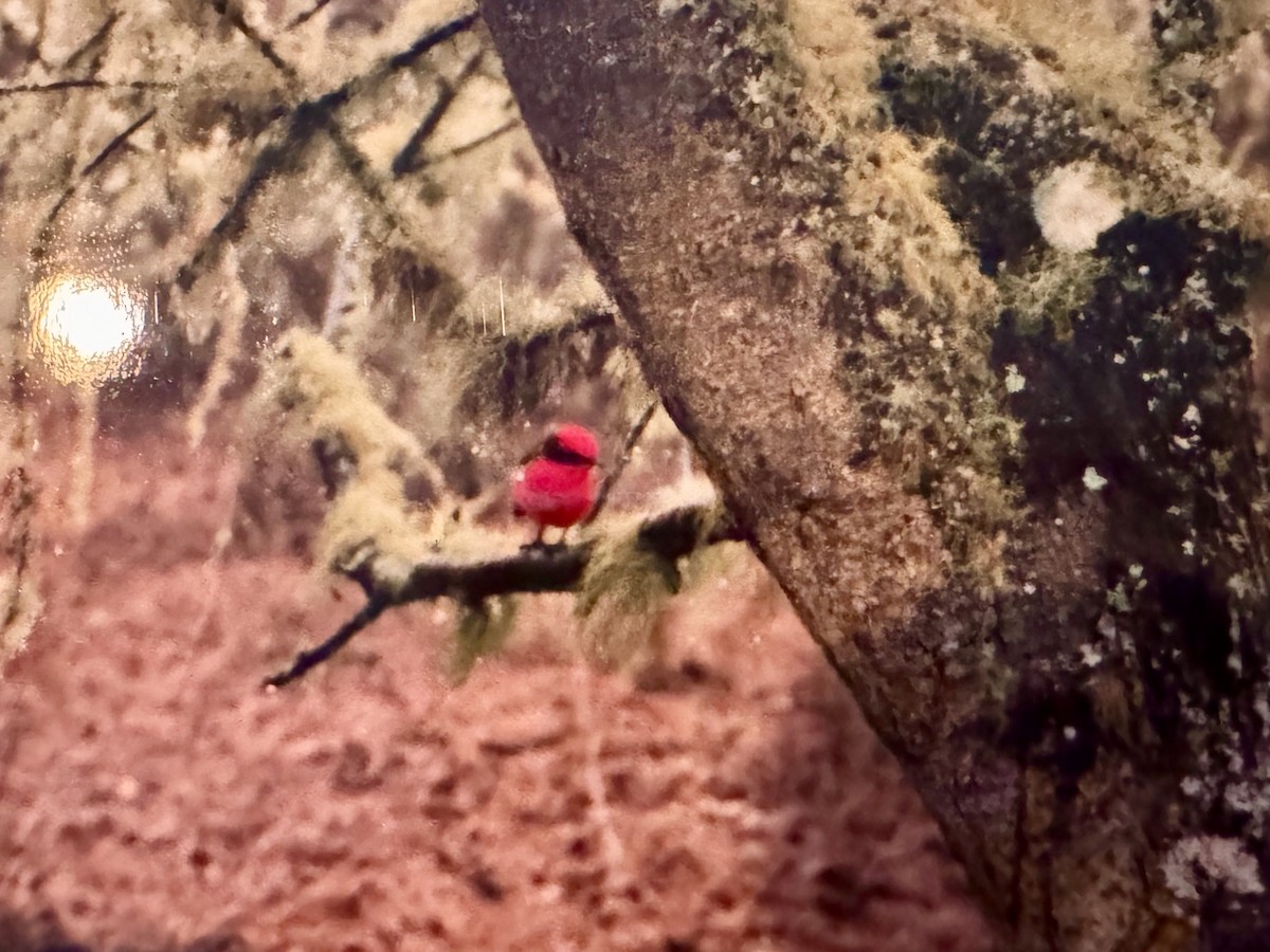 Brujo Flycatcher (Galapagos) - ML643910418