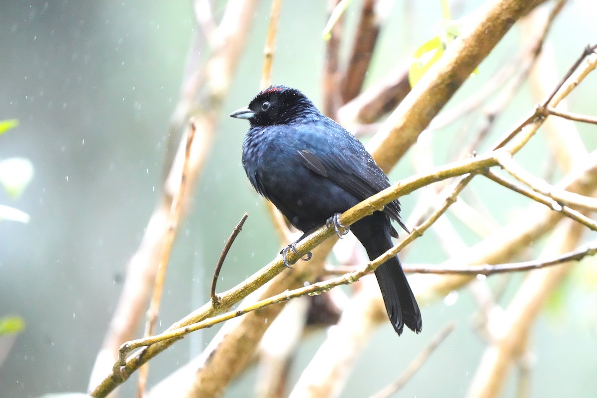Ruby-crowned Tanager - ML643910420