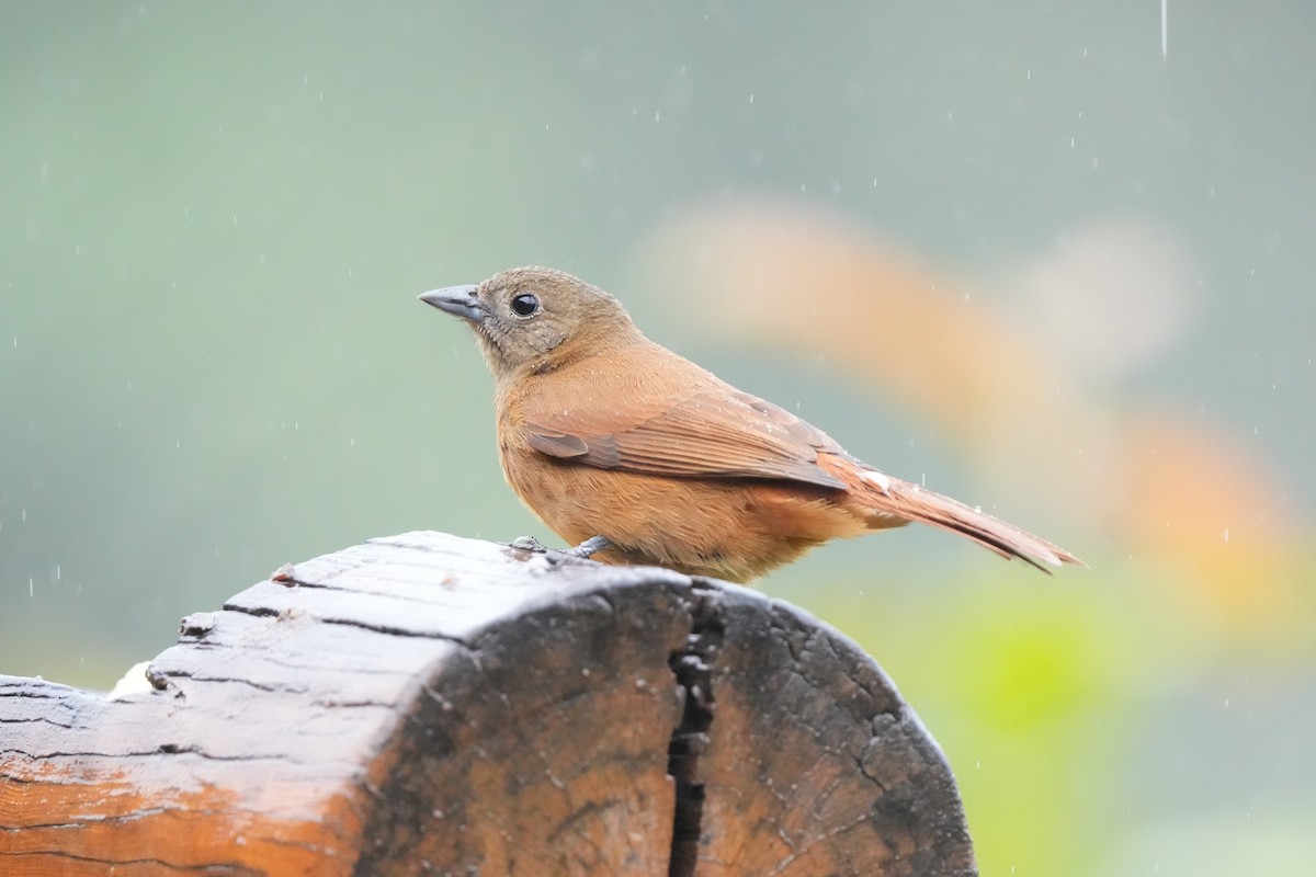 Ruby-crowned Tanager - ML643910423