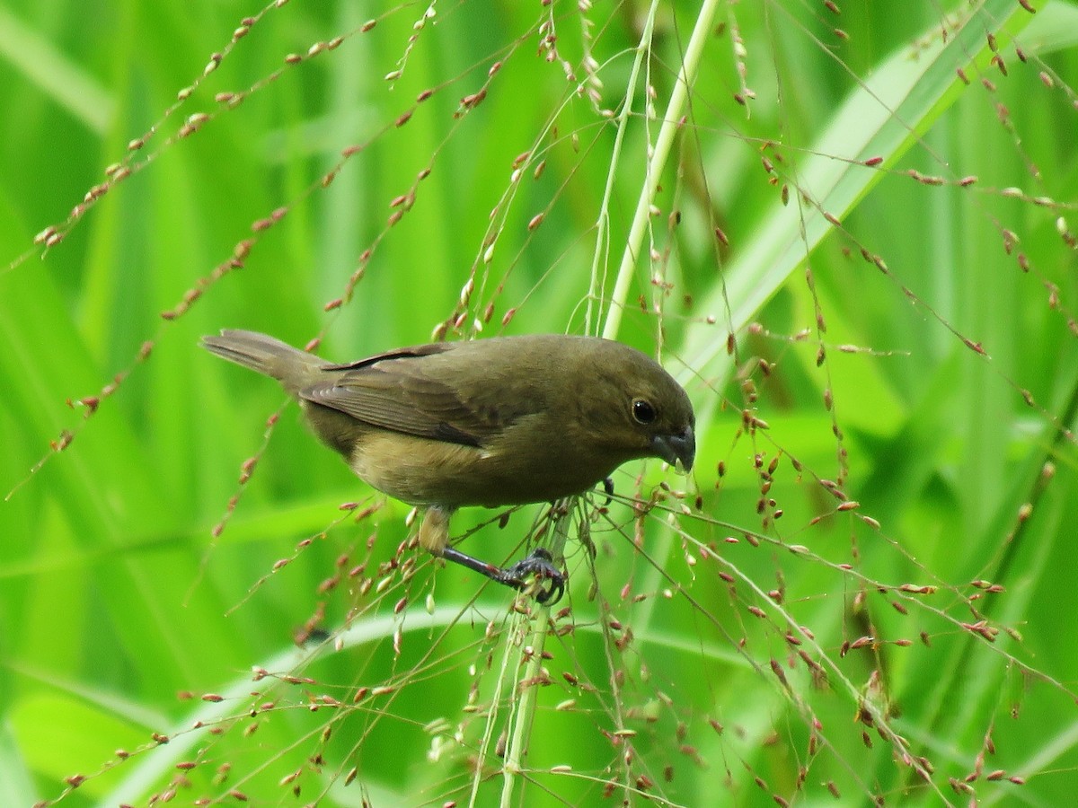 Black-and-white Seedeater - ML643910427